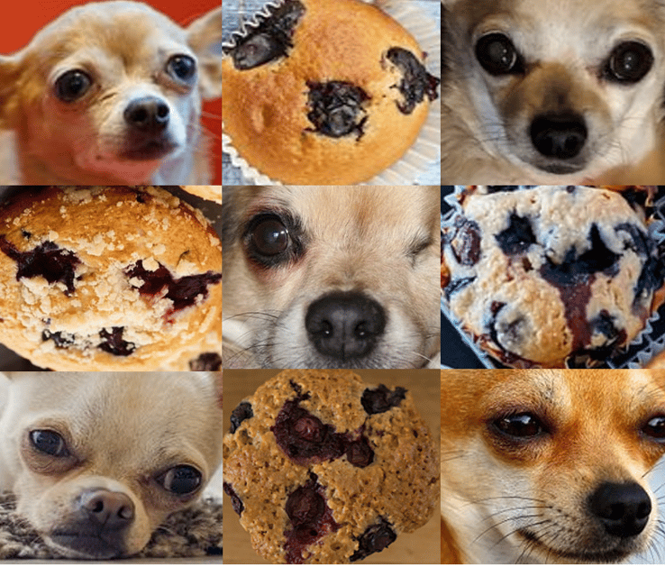Deep neural networks of dogs, muffins, and selfdriving cars
